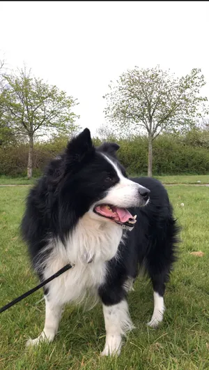 Dog Walker in Al Mouj  & nearby