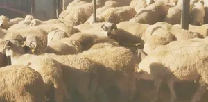 اغنام للبيع روماني