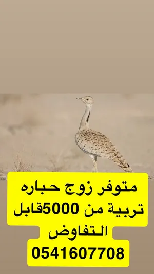 حباره لبيع