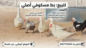 ذكور بط مصري
