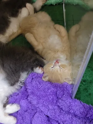40days kitten available price 700aed all collors litter trained dry and wet food trained