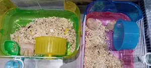 hamster!!!