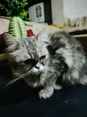 قطه سكوتش فولد