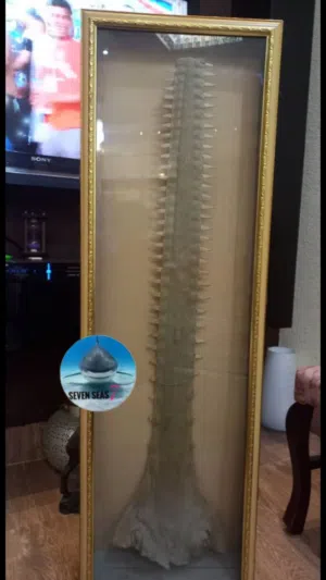 منشار سمك القرش ... سياف.   Shark