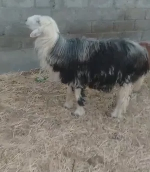 لبيع كبش نجدي سمين ينفع فحل او ذبح يوجد توصيل كل مكان