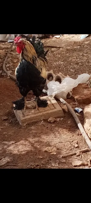 دجاج للبيع بسعر حرق