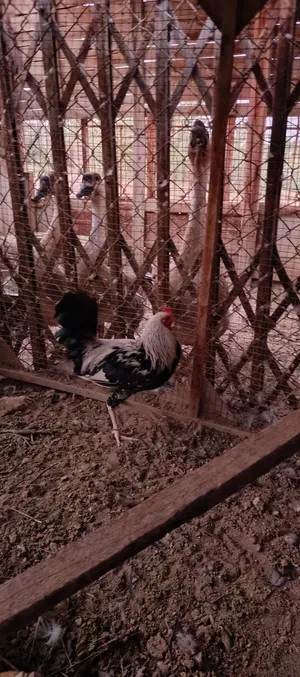 ديوچه دندراوي فواتح