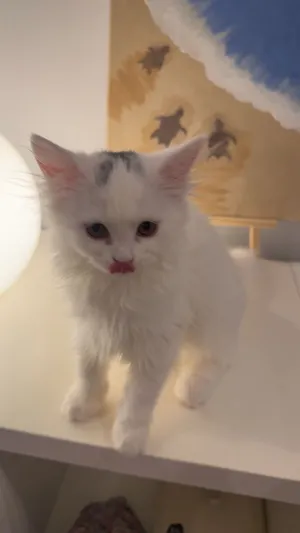 3 months old kitten playful and doesn’t make a mess (female)