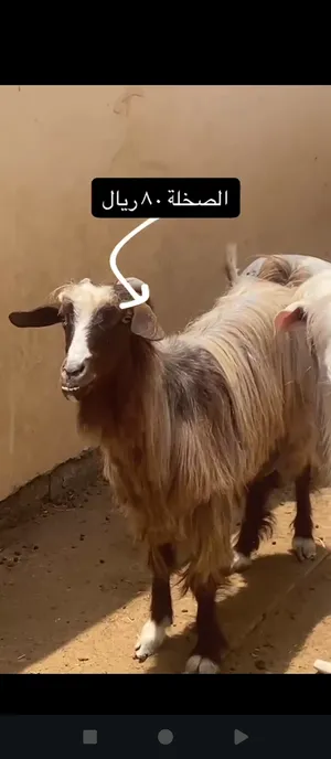 صخله عمانيه