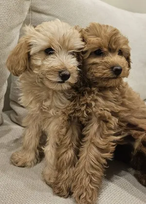 Poodle for sale