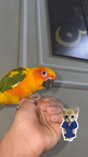 صن كنيور  للبيع