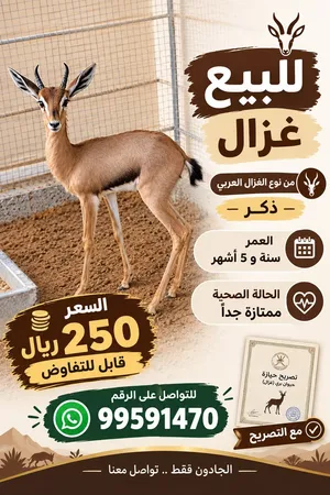 غزال مع التصريح