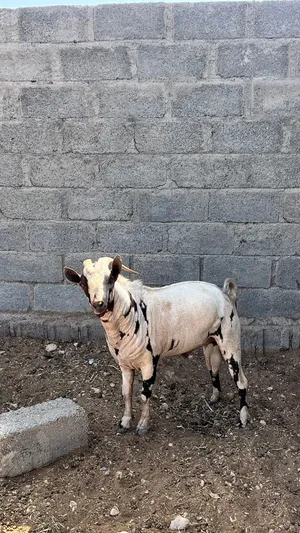 تيس صلالي ثلجي