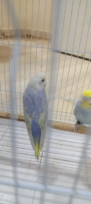 للبيع زواج البادجي رينبوه خالص