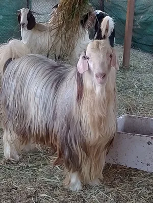 تيس من حلال الرحبي الاصيل