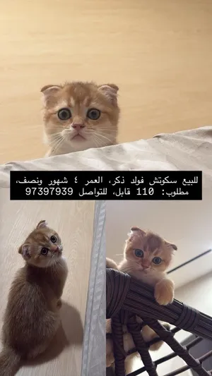 قطط للبيع اقرا الوصف