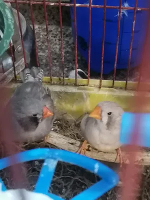 جواز جنة طفرات حجم سوبر جامبو