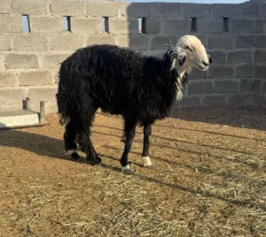 كبش مخصي للبيع