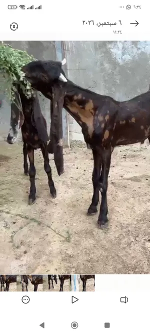فغاني زوج فحل ونثيه وزوج نثايه حجازي الستفسار خاص