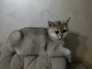 سكوتش ستريت