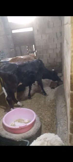 يا الله بجره سمينه خير من الله توزن 85 كيلو