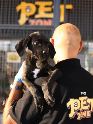 cane corso