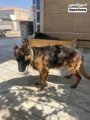 جيرمن 7اشهر