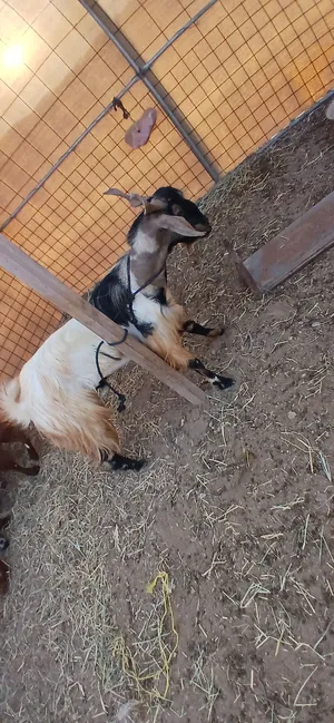 جدي للبيع .