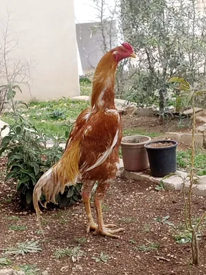 بيض باكستاني مخصب بالصلاه على النبي