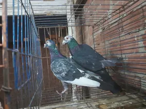حمام استرالي وكرزلي