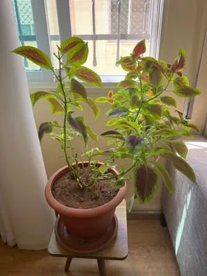 نباتات داخليه جميله جدا نبتيتين مع كوارهم