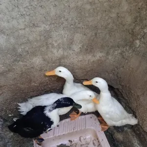 بسعر مغري جدا
