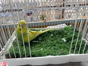 متاح محموعه عصافير مختلفه مابين اسبانجل وكوكتيل وبلاك فيس