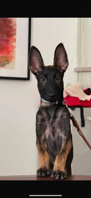 Belgian malanois Female 5.5months old. (100% pure breed)