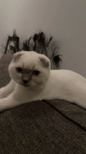 Scottish fold kitten