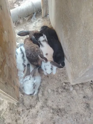 ارانب هجين للبيع