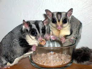 sugar glider 2 males exchange with female