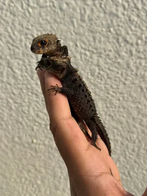 Red eye skink