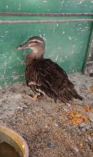 للبيع بط طيار