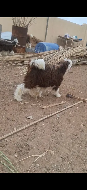 استمارة بيع المواشي جدي لبيع
