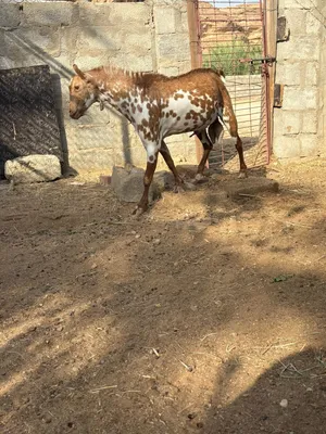 اتااارررززد