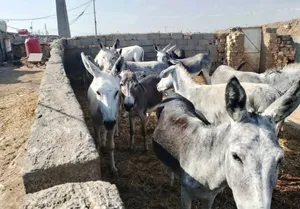 حمير للبيع