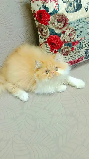 للبيع ذكر بيرشن