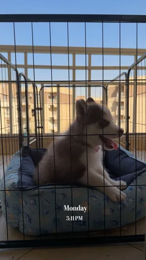 كلب هاسكي انثي للبيع