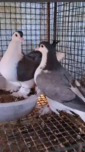 حمام زينة ازواج وحجول زينة للحمام