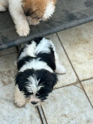 Shih Tzu puppies