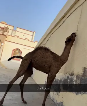 جعود لباني معجزه