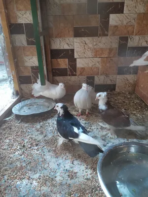 حمام زينه بحاله جيده