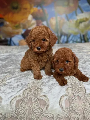 Beautiful Male and Female Teacup Poodles for Sale in the UAE – Adorable, Tiny, Elegant, and Full of