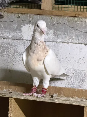 حمام مكس
